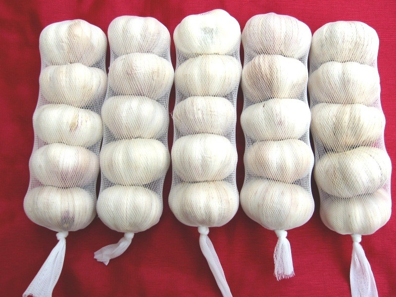 Normal white pure garlic 